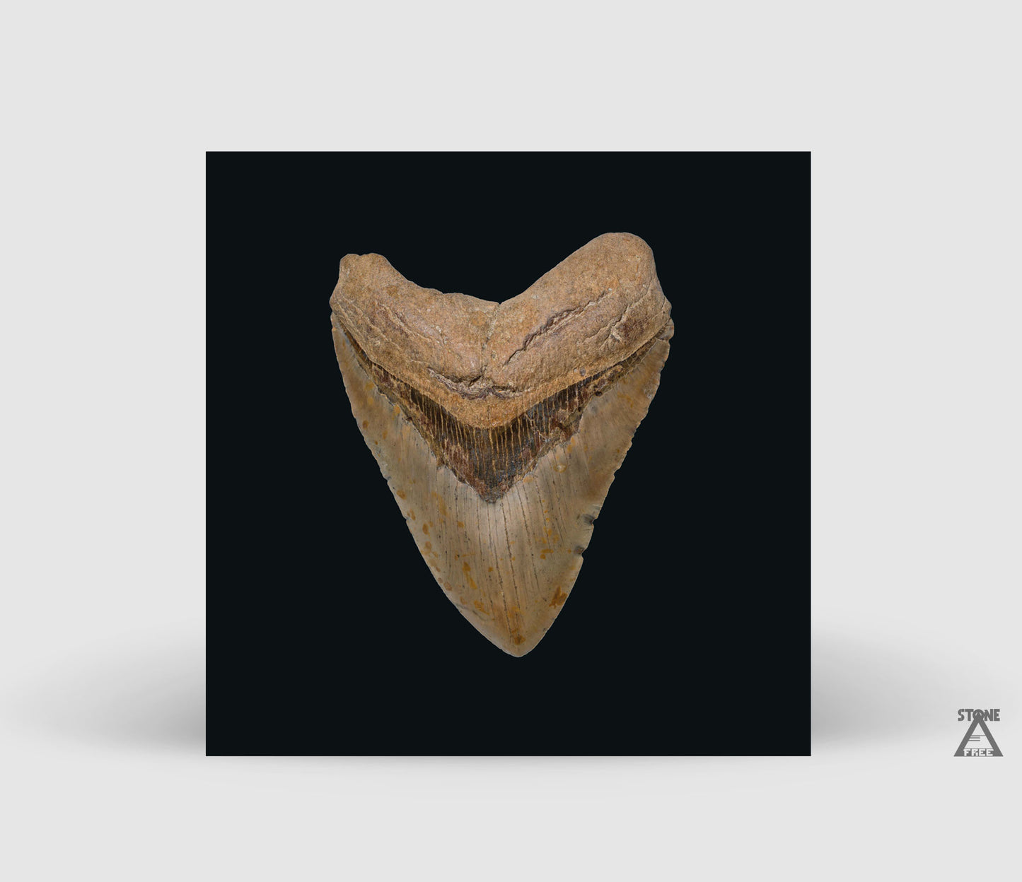 Vampyres - In The Night (2023) CD